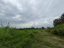 Tanah Kavling Strategis di Landungsari Dekat Pondok Thursina