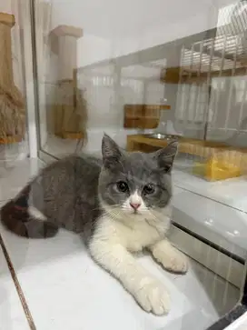 British shorthair