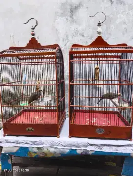 Cucak rowo hutan body bige
