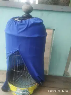 Kandang burung Lovebird