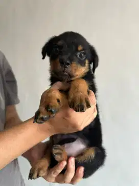 ANAKAN ROTTWEILER CAKEP