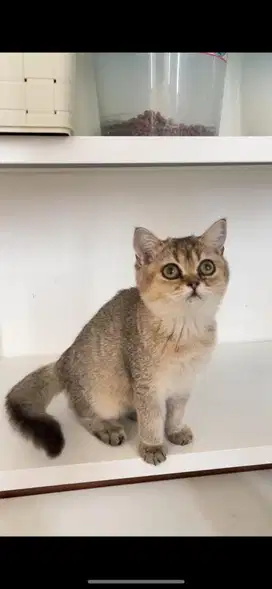 Kitten British Shorthair Betina / BSH Golden