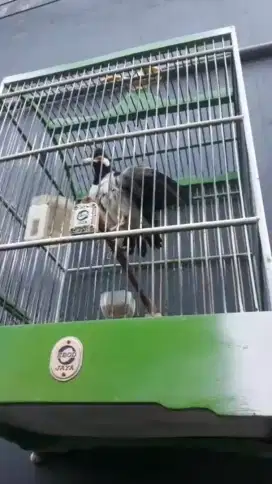 Jalak suren gacor ngaruda nyapam