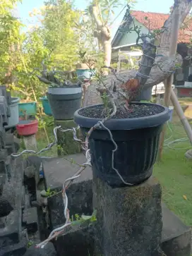 Bonsai sianci dan santigi