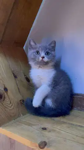 Kitten BSH blue n white / British Shorthair blue Bicolour / BSH bico