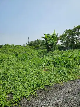Dijual Tanah 350jt bisa nego Luas 300m , lingkungan strategis,Aman