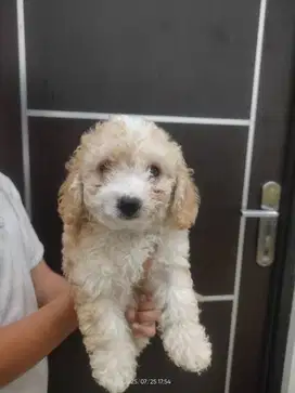 Maltipoo Betina