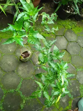 Bibit tanaman cabe