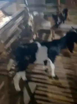Kambing jantan etawa Jawa randu 2 ekor