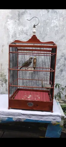 Cucak rowo hutan body bige