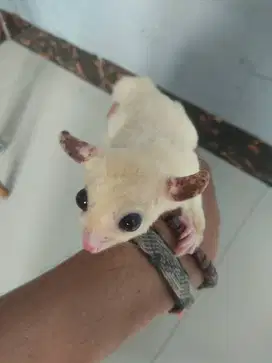 Sugar Glider white moza