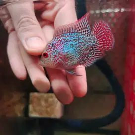ikan louhan cencu short body 4cm full marking warna merah