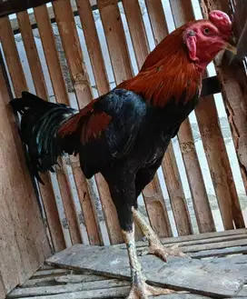 Ayam bangkok 3 ekor