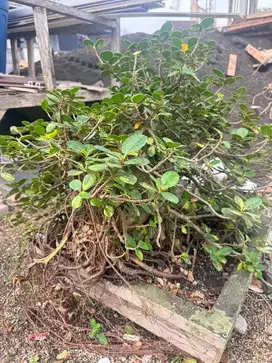 Tanaman Pohon Pungut