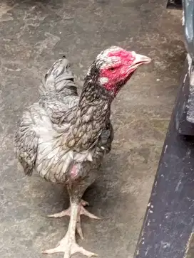 Sepasang ayam Birma  telor biru