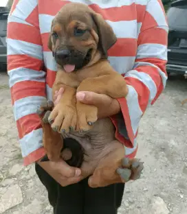 ANAK ANJING PITBULL MIX DOBERMAN