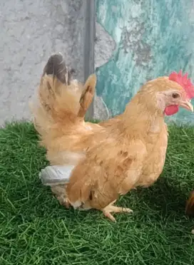 Ayam kate jantan anakan