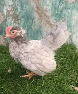 Ayam kate jantan anakan abu