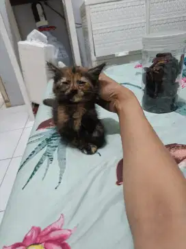 Anak kucing betina