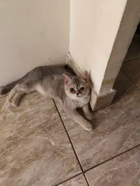 Kitten BSH Munchkin Blue golden