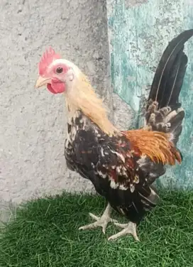 Ayam kate jantan