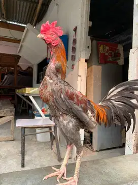 Ayam bangkok x birma