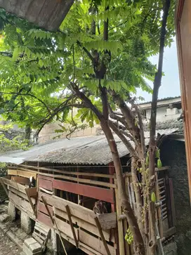 Kambing kurban / Akikah / ternak