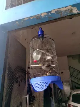 Jalak kebo + kandang baru