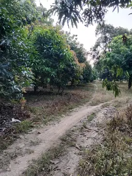 Dijual Cafe (sudah ada brand) dan Kebun Mangga - Majalengka