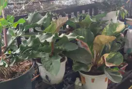 Jual Jemani dan Rak Kembang 3 tangga