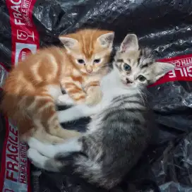 Looking for Adopter! Kucing Mixdom