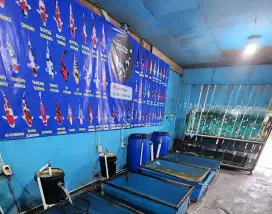 Ikan Koi Lokal Blitar Berkualitas