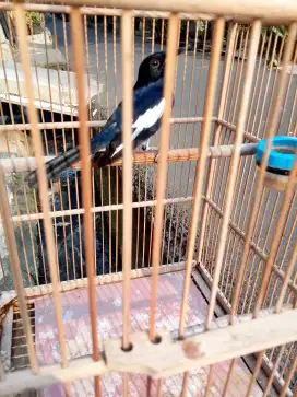 Di jual burung Kacer dapud mapan buka ekor