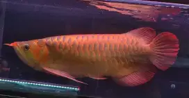 Arwana Super Red Spesial Spauk 50cm