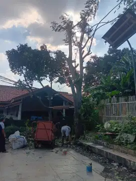 Jasa tebang pohon & pembabatan lahan kosong