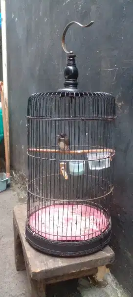Sangkar isi kipasan