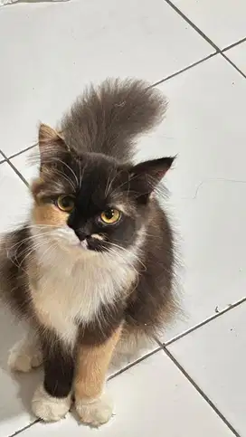 kucing persia calico