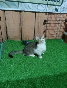 Kucing munchkin bsh/kaki pendek british/cebol brittish shorthair