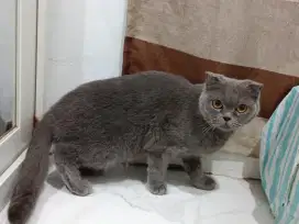 KUCING BSH FOLD JANTAN