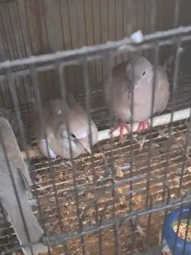 Puter pelung bukan tekukur bukan perkutut bukan kandang besi nya