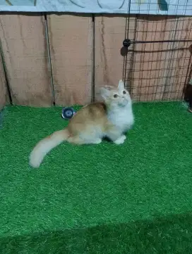 Kucing munchkin bsh/kaki pendek brittish/cebol british shorthair