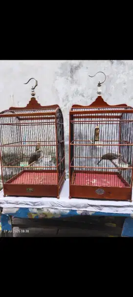 Cucak rowo hutan bige