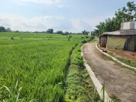 Tanah persawahan