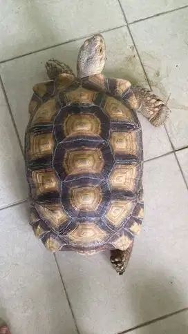 Kura-Kura Sulcata Jantan