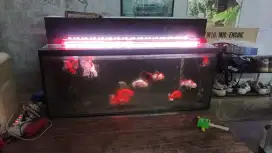 Aquarium dan isinya