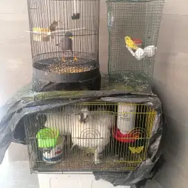 jual ayam hias kapas