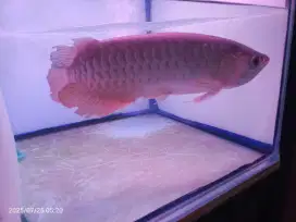Arwana Golden Red HB 32cm