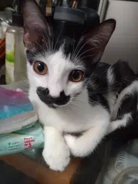Open adop kucing betina