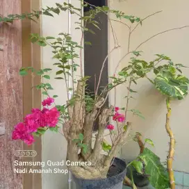 Tanaman Hias Bougenville Pink Hawai Bunga Tumpuk