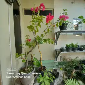 Tanaman Hias Bougenville Lokal Bunga Muda Oranye Bunga Tua Pink